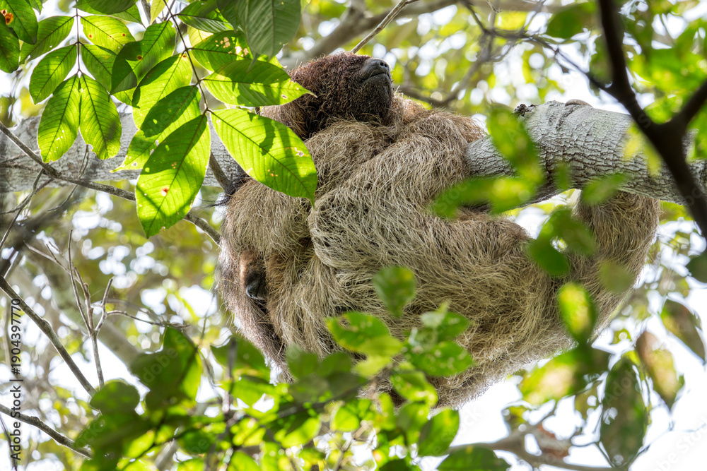 Obraz premium A young Maned Sloth looks through the fur of his mother. They are high in the tree with leafs around it in Brazil, South-America.