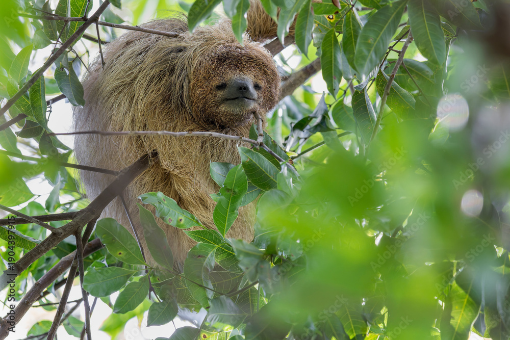 Obraz premium A Maned Sloth looks at the camera in Brazil, South-America.