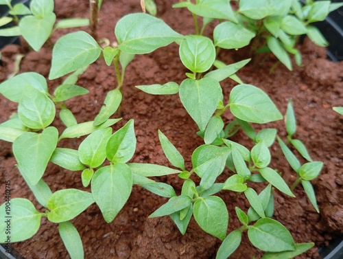 chilli seedling in a pot