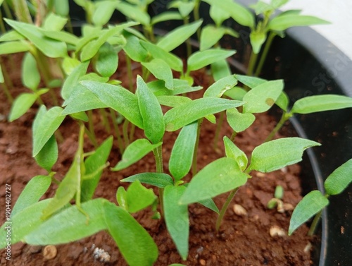 chilli seedling in a pot