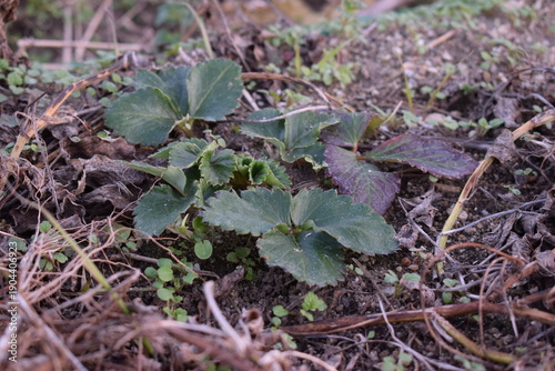 冬を越す苺の株と地表に広がる若葉