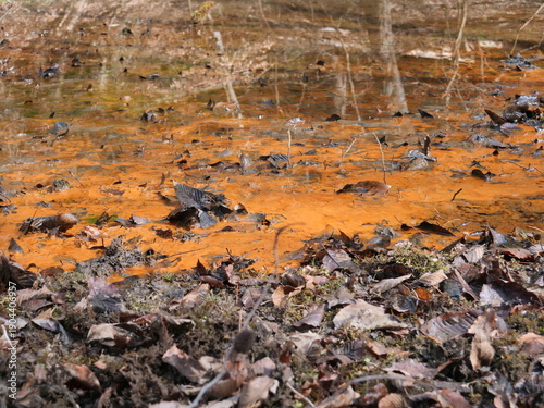 湿地の水面に広がる鉄バクテリアによるオレンジ色の沈殿