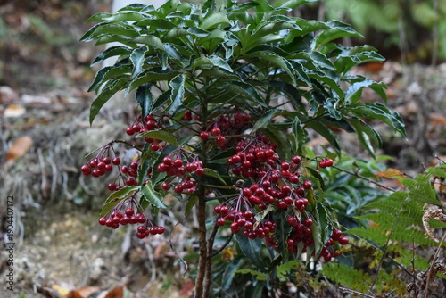 林床で赤い実をつける自生マンリョウの低木