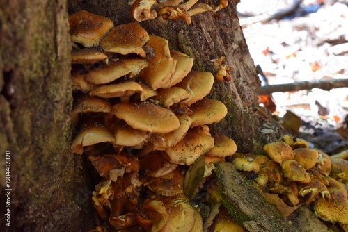 倒木に群生した成長しすぎた天然ナメコのクローズアップ