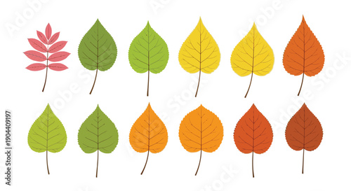 Collection of twelve isolated tree leaves displaying the vibrant spectrum of seasonal color changes from summer green through rich autumn shades