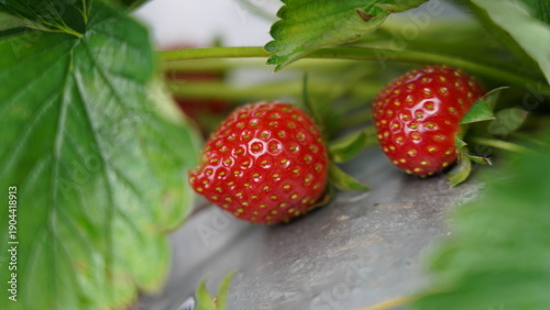 Fresh Ripe Strawberries Growing in a Garden