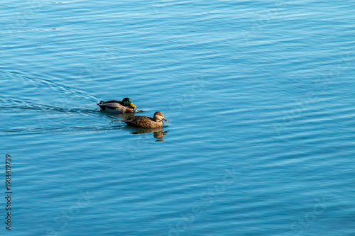Patos nadando en la superficie de un estanque. Pareja de ánade real, Anas platyrhynchos en Jacqueline Kennedy Onassis Reservoir en Central Park, Manhattan, Nueva York. Noviembre de 2019.