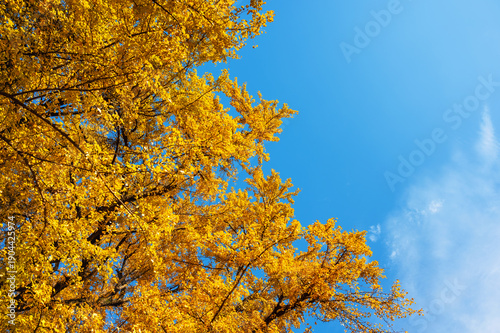 Foto Golden Ginkgo Tree Canopy Against Blue Sky