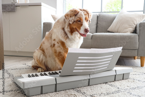 Adorable Australian Shepher...