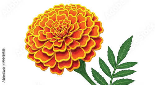 Vibrant orange and yellow marigold flower illustration with detailed green foliage on white background