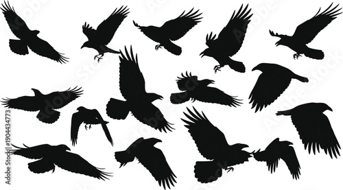 Large collection of flying raven and crow silhouettes in various wing positions isolated on white background, black bird migration vector illustration for nature design.