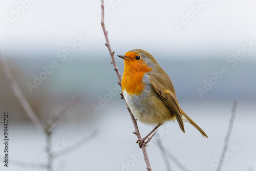 Robin on a Branch