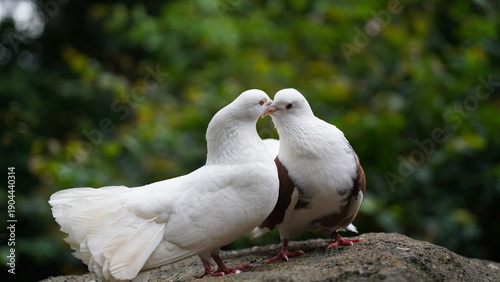 Canvastavla Two Pigeons Standing Together in Nature