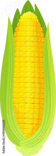 Growing sweet corn ear with green husks