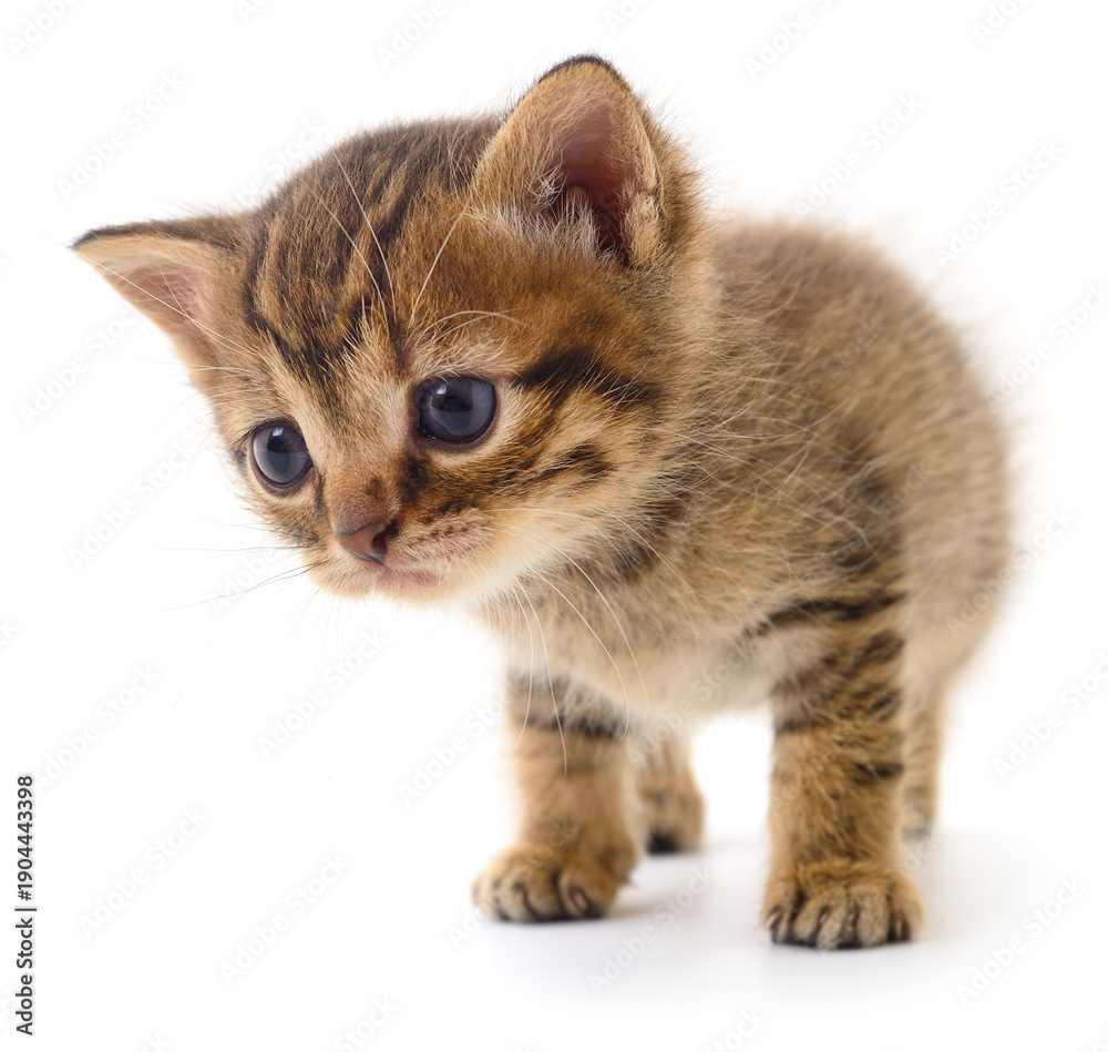 Fototapeta premium Small striped tabby kitten standing on white background looking down