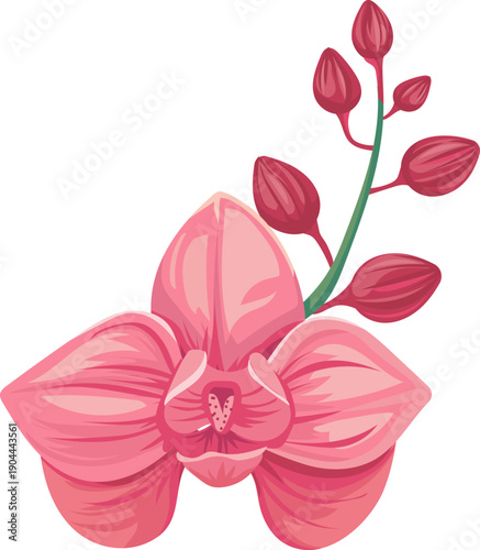 Pink orchid flower with buds illustration on white
