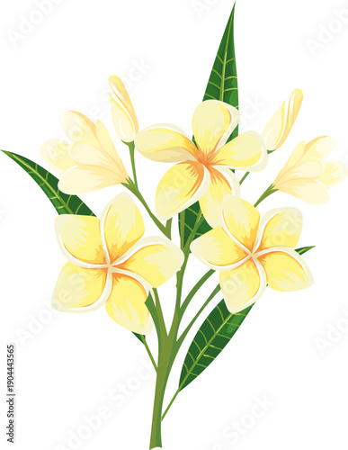 Plumeria flowers blooming with green leaves on white
