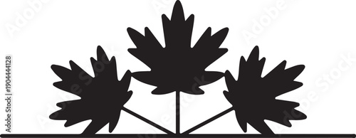 Iconic Three Black Silhouette Maple Leaves in a Row, a Striking Canadian Symbol and Nature Motif