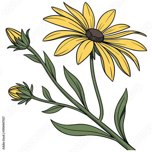 Yellow Rudbeckia Flower with Buds and Leaves Vector Illustration