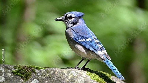 Blue jay perched on a mossy rock with a blurred green background