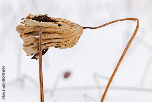 Abstract winter background with curved dried lotus stems on white snow