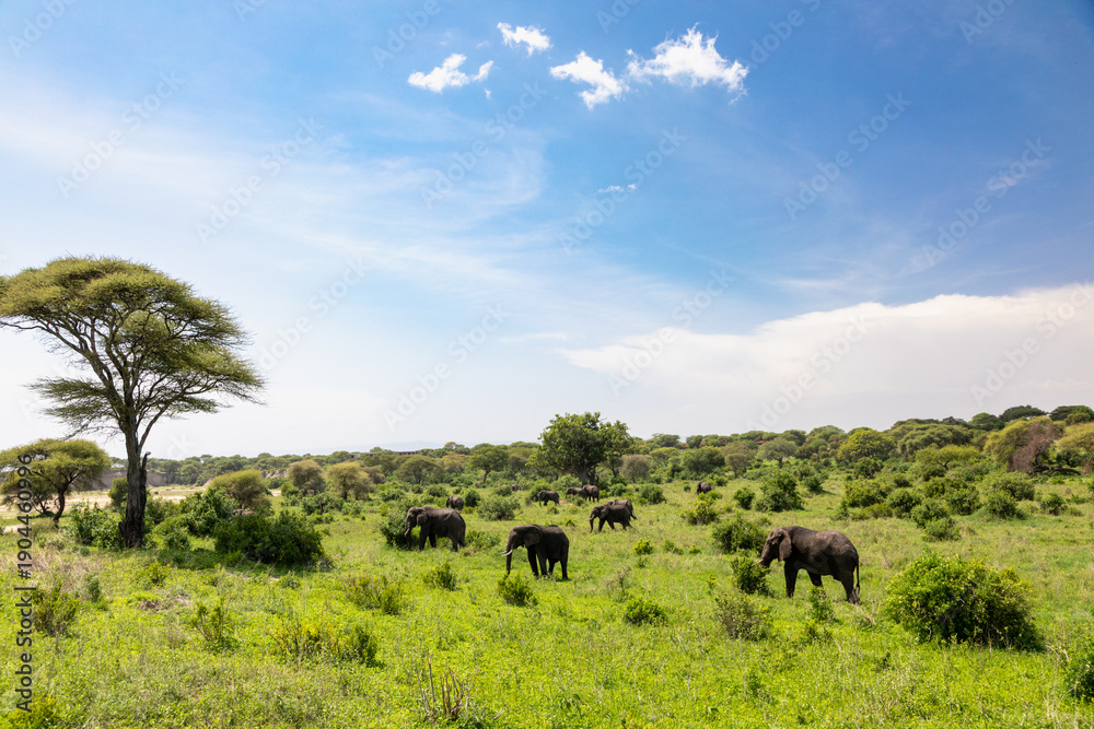 Obraz premium Eine Herde Afrikanischer Elefanten in der grünen Landschaft des Tarangire Nationalparks in Tansania