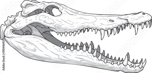 Crocodile Skull with Sharp Teeth Illustration.