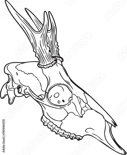 Deer Skull with Antlers Line Drawing.