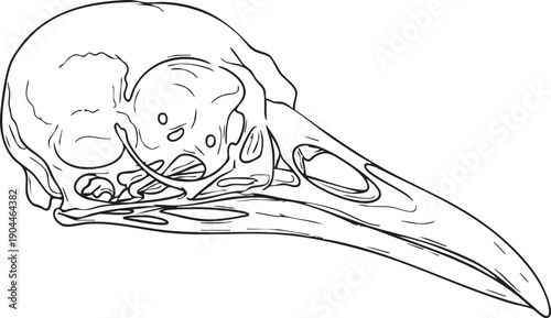 Detailed black and white bird skull illustration.