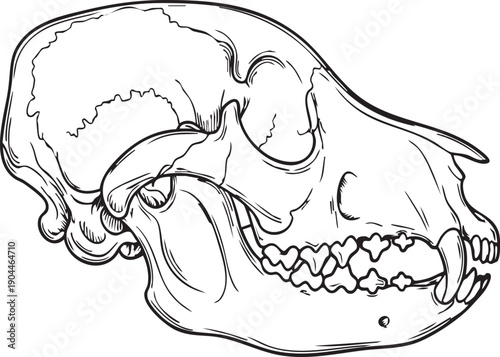 Detailed Illustration of Animal Skull Structure.