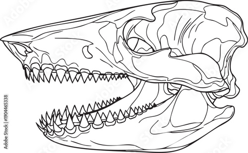 Detailed Illustration of Shark Skull Anatomy.