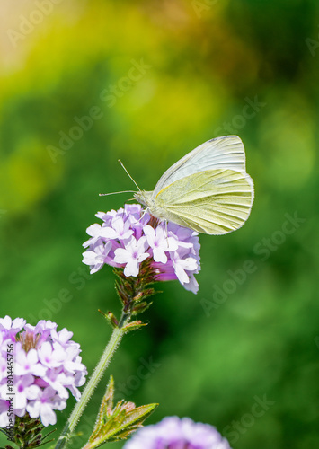 Obraz na plátně Small white butterfly on a flower
