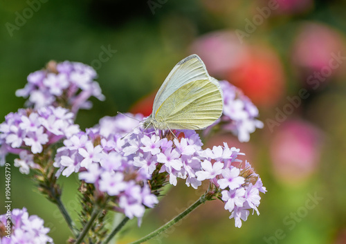 Small white butterfly on a flower. Close-up of the insect in nature. Pieris rapae.
