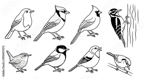 Detailed black and white line art illustrations of various common backyard birds.