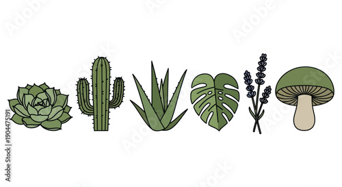 Botanical Plant and Mushroom Collection Illustration