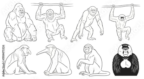 Detailed line art illustration of various primate species on a white background.