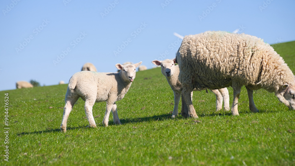 Obraz premium Wide shot of two dike sheep babies hiding behind their mother with their tongues sticking out