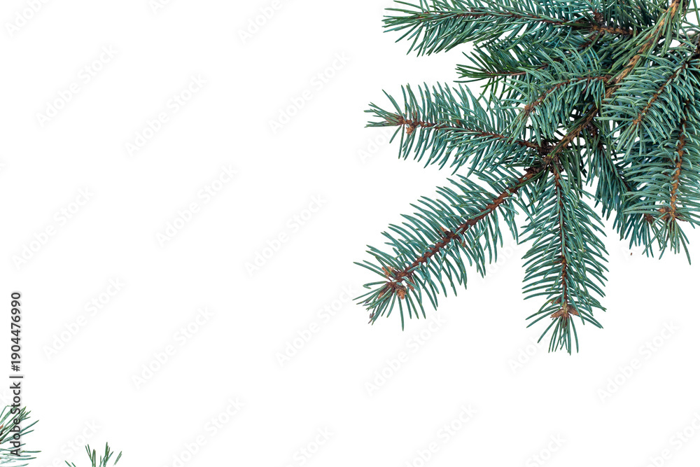 Obraz premium Spruce branches isolated on white background. Selective focus. Nature.