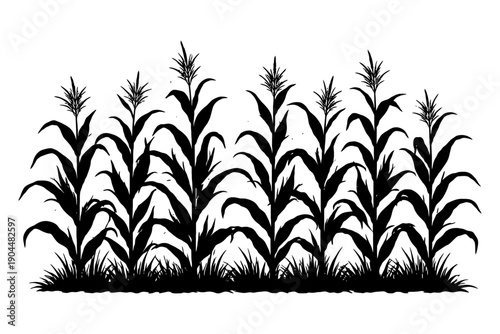 Silhouette of corn plants against white background with detailed foliage.