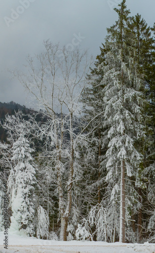 Foto Nadelbäume unter Schneeschicht