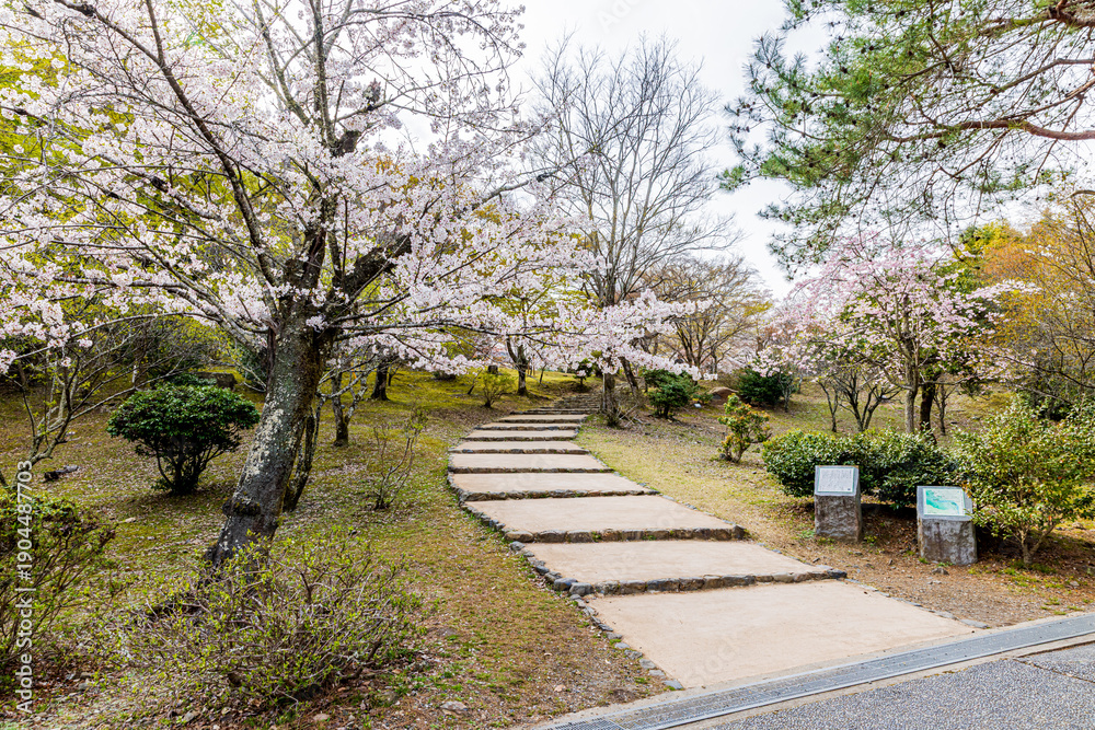 Obraz premium 京都府 嵐山公園の桜風景
