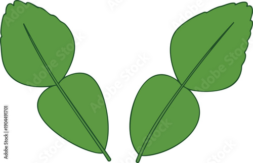 Kaffir Lime Leaves Fragrant Culinary Ingredient and Natural Remedy Illustration