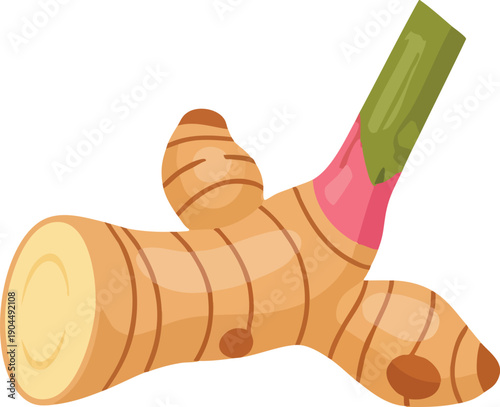 Galangal Root Vector Illustration for Culinary and Medical Use