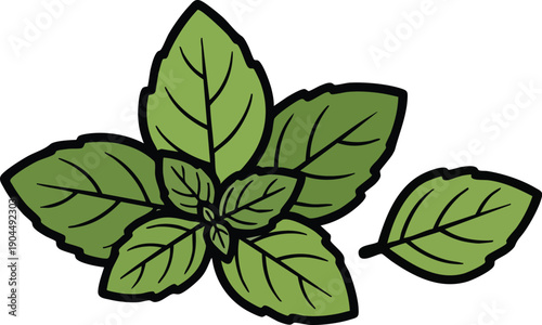 Fresh Green Basil Leaves Illustration for Culinary and Herbal Concepts