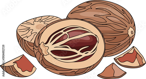 Nutmeg Collection Aromatic Spice Illustration with Halved and Sliced Seeds