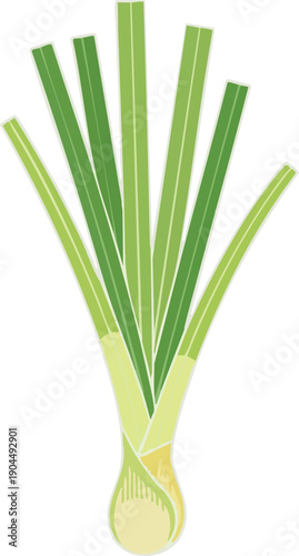 Lemongrass Clipart A Fresh Herb Vector Illustration for Culinary Projects