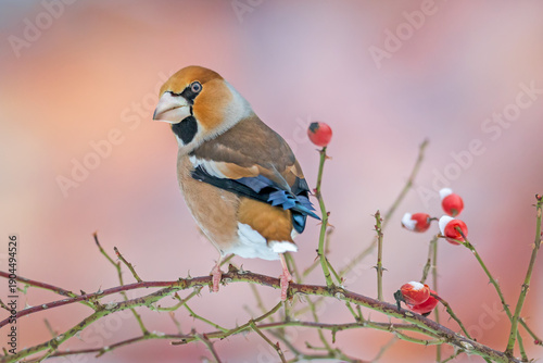 Fotografija Hawfinch (Coccothraustes coccothraustes) perched on a thorny branch with red rose hips, against a soft pastel background