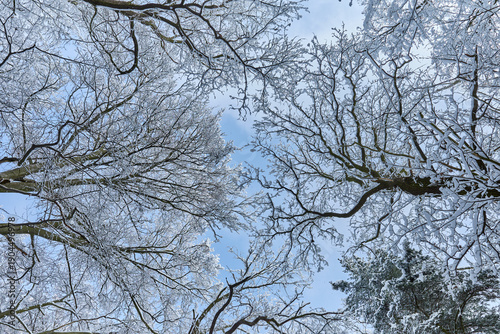 Bare tree branches covered in hoarfrost seen from below against a vibrant blue sky on a cold winter day