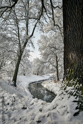 Narrow, calm stream in a snow covered forest. Bare trees and still water reflecting branches on a quiet winter morning. No direct sunlight, peaceful atmosphere