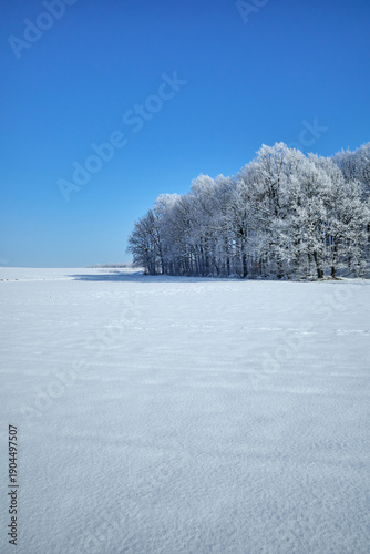 A picturesque winter landscape showing a snow-covered field and a row of trees frosted with white snow, with an intense blue sky in the background. Peaceful scenery of nature.